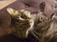 Hermes the Cat 2010 CRW 000